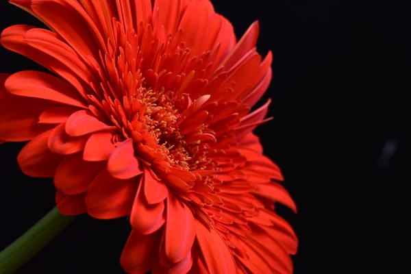 Koyu Arkaplanda Güzel Kırmızı Gerbera Çiçeği Yaz Konsepti Yakın Görüş — Stok fotoğraf