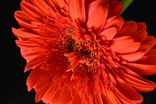 Schöne Rote Gerbera Blume Auf Dunklem Hintergrund Sommerkonzept Nahsicht — Stockfoto