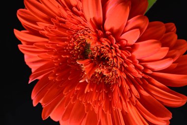 Koyu arkaplanda güzel kırmızı gerbera çiçeği, yaz konsepti, yakın görüş