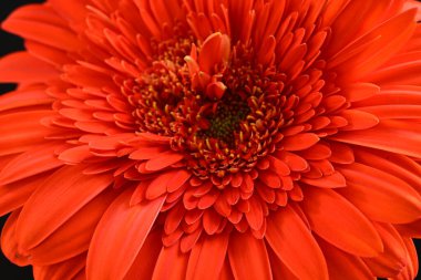 Koyu arkaplanda güzel kırmızı gerbera çiçeği, yaz konsepti, yakın görüş