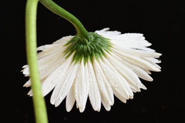 Koyu arkaplanda güzel beyaz gerbera çiçeği, yaz konsepti, yakın görüş