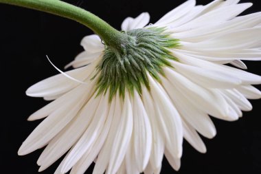 Koyu arkaplanda güzel beyaz gerbera çiçeği, yaz konsepti, yakın görüş