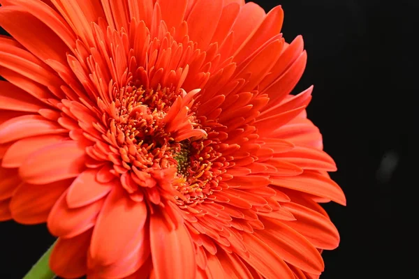 Όμορφη Κόκκινη Ζέρμπερα Λουλούδι Σκούρο Φόντο Έννοια Του Καλοκαιριού Κοντινή — Φωτογραφία Αρχείου