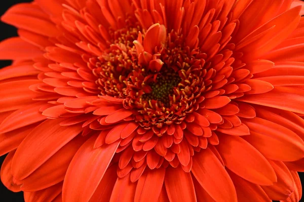 Красивый Красный Цветок Герберы Темном Фоне Летняя Концепция Вид Сверху — стоковое фото