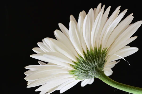 Hermosa Flor Gerbera Blanca Sobre Fondo Oscuro Concepto Verano Vista — Foto de Stock