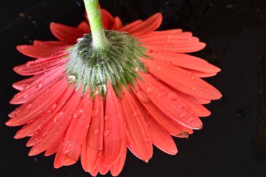 Koyu arkaplanda güzel kırmızı gerbera çiçeği, yaz konsepti, yakın görüş