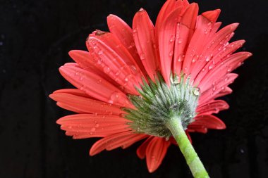 Koyu arkaplanda güzel kırmızı gerbera çiçeği, yaz konsepti, yakın görüş