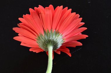 Koyu arkaplanda güzel kırmızı gerbera çiçeği, yaz konsepti, yakın görüş