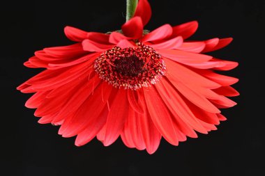 Koyu arkaplanda güzel kırmızı gerbera çiçeği, yaz konsepti, yakın görüş