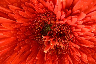 Koyu arkaplanda güzel kırmızı gerbera çiçeği, yaz konsepti, yakın görüş