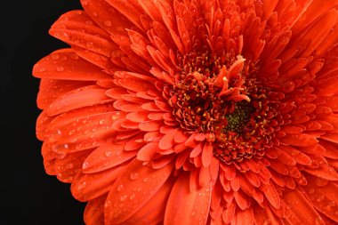 Koyu arkaplanda güzel kırmızı gerbera çiçeği, yaz konsepti, yakın görüş