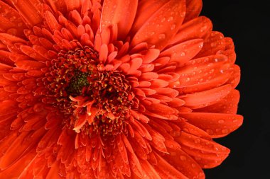 Koyu arkaplanda güzel kırmızı gerbera çiçeği, yaz konsepti, yakın görüş