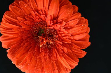 Koyu arkaplanda güzel kırmızı gerbera çiçeği, yaz konsepti, yakın görüş