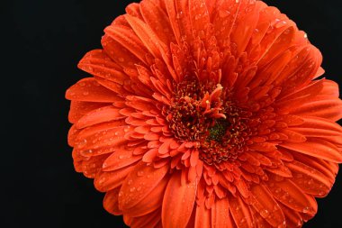 Koyu arkaplanda güzel kırmızı gerbera çiçeği, yaz konsepti, yakın görüş