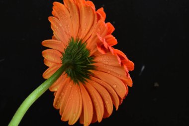 Koyu arkaplanda güzel kırmızı gerbera çiçeği, yaz konsepti, yakın görüş