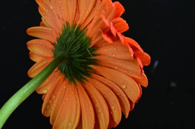 Koyu arkaplanda güzel kırmızı gerbera çiçeği, yaz konsepti, yakın görüş