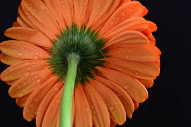 Koyu arkaplanda güzel kırmızı gerbera çiçeği, yaz konsepti, yakın görüş