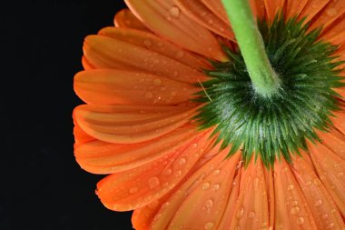 Koyu arkaplanda güzel kırmızı gerbera çiçeği, yaz konsepti, yakın görüş