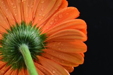 Koyu arkaplanda güzel kırmızı gerbera çiçeği, yaz konsepti, yakın görüş