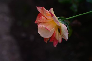 Gül, güzel botanik çekim, doğal duvar kağıdı.