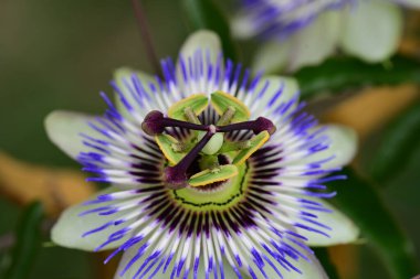 # Bahçedeki güzel çiçekleri #