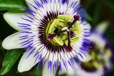 # Bahçedeki güzel çiçekleri #