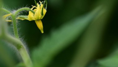 Parktaki sarı çiçekler