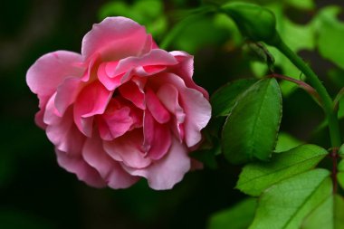 Bahçede güzel pembe bir gül