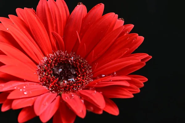 Krásný Červený Gerbera Květ Tmavém Pozadí Letní Koncept Zblízka — Stock fotografie