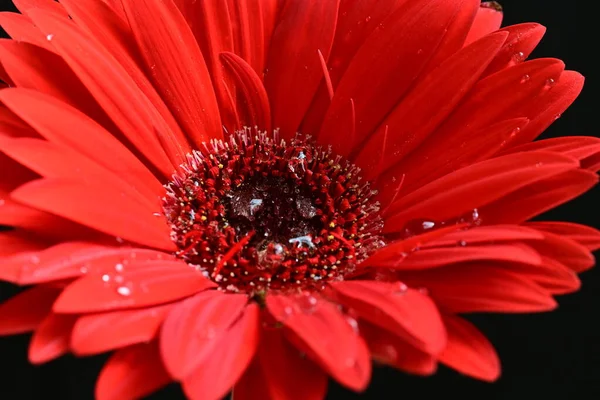 ダークバック 夏のコンセプト クローズビューに美しい赤い赤い細菌の花 — ストック写真