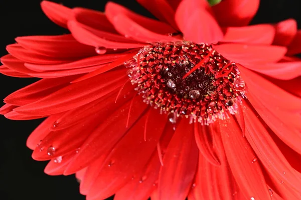 Koyu arkaplanda güzel kırmızı gerbera çiçeği, yaz konsepti, yakın görüş