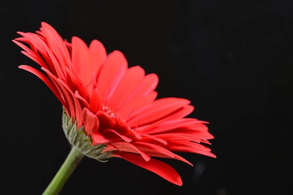Όμορφη Κόκκινη Ζέρμπερα Λουλούδι Σκούρο Φόντο Έννοια Του Καλοκαιριού Κοντινή — Φωτογραφία Αρχείου