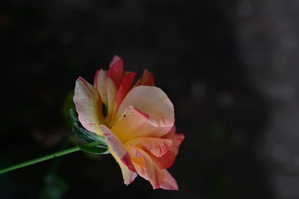 Roos Mooie Botanische Foto Natuurlijk Behang — Stockfoto