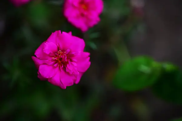 Rosa Blommor Trädgården — Stockfoto