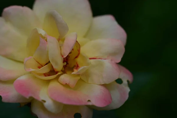 Vacker Blomma Blommigt Koncept Bakgrund — Stockfoto