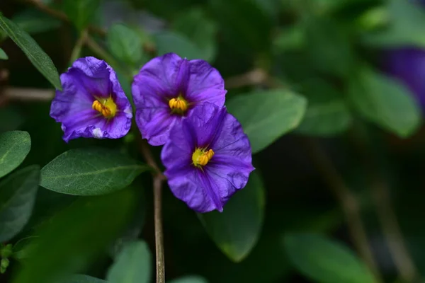 Красиві Фіолетові Квіти Саду — стокове фото