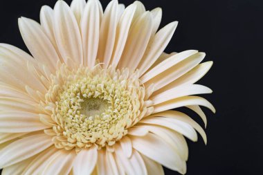 Koyu arkaplanda beyaz gerbera, yakın plan.