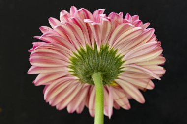 Siyah arka plan üzerine izole pembe Gerbera çiçek
