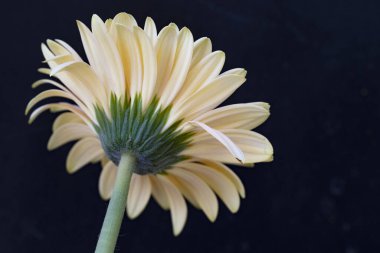 Koyu arkaplanda beyaz gerbera, yakın plan.