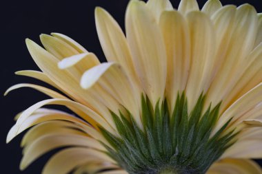 Koyu arkaplanda beyaz gerbera, yakın plan.