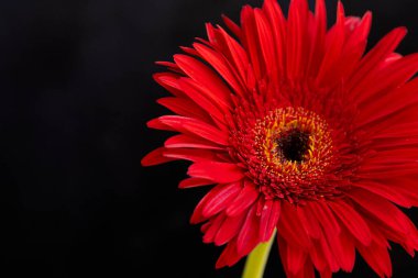 Koyu arkaplanda güzel kırmızı gerbera çiçeği, yaz konsepti, yakın görüş