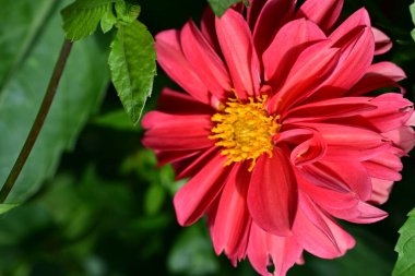 Bahçedeki kırmızı çiçekler, manzarayı kapat.