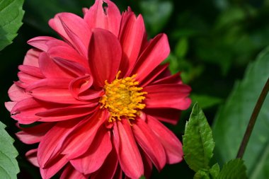 Bahçedeki kırmızı çiçekler, manzarayı kapat.