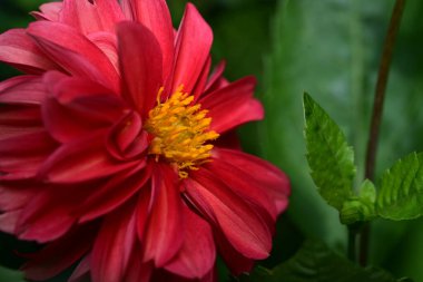 Bahçedeki kırmızı çiçekler, manzarayı kapat.