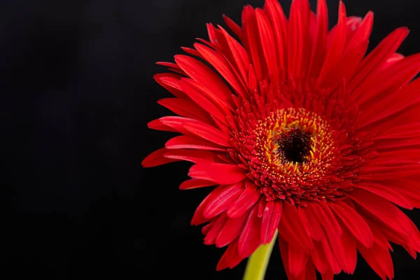 Koyu arkaplanda güzel kırmızı gerbera çiçeği, yaz konsepti, yakın görüş