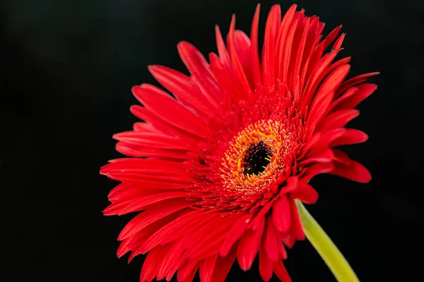 Bela Flor Gerbera Vermelha Fundo Escuro Conceito Verão Vista Próxima — Fotografia de Stock