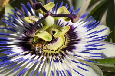 Güzel Passiflora çiçeği bahçede