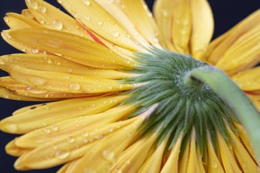 Koyu arkaplanda güzel sarı gerbera çiçeği, yaz konsepti, yakın görüş