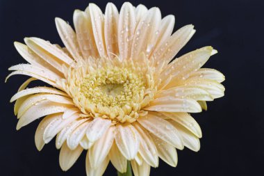 Koyu arkaplanda güzel sarı gerbera çiçeği, yaz konsepti, yakın görüş