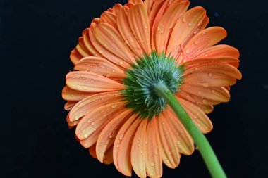 Karanlık arka planda güzel Gerbera çiçeği, yaz konsepti, yakın görüş